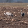 żurawie żerujące na polu (fot. Antoni Knychała) min